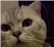 Изображение в Домашние животные Вязка Шотландский кот ( окрас мрамор на сером с в Новокузнецке 2 000