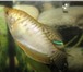 Фотография в Домашние животные Рыбки Продаются аквариумные рыбки сом таракатум в Перми 51