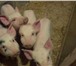 Фото в Домашние животные Другие животные продаю поросят. 1,5 месяца. порода дюрок-персен. в Челябинске 2 500
