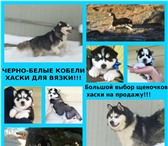 Хаски вязка и щенки на продажу 4815550 Сибирский хаски фото в Костроме