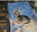 Фотография в Домашние животные Вязка собак Русский той терьер с родословной вес 1  5 в Магнитогорске 1 500