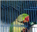 Foto в Домашние животные Птички Красивейший Александрийский попугай ждёт в Таганроге 20 000