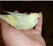Foto в Домашние животные Птички домашнего разведения, 1 месяц, зелёно-жёлтого в Красноярске 800