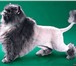 Фотография в Домашние животные Стрижка собак Профессиональная стрижка собак и кошек без в Нижневартовске 1 000