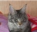 Foto в Домашние животные Вязка Породистый кот Мейн Кун ищет спутницу для в Сыктывкаре 5 000