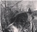 Изображение в Домашние животные Вязка собак кобель пит-бультерьера, 3 года, активный, в Архангельске 0