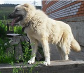 Изображение в Домашние животные Вязка собак Кавказская овчарка 2 года, не развязана. в Саяногорск 1