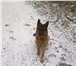 Изображение в Домашние животные Вязка собак кабель немецкой овчарки 2,7 года ищет подругу.
отличная в Петрозаводске 5 000