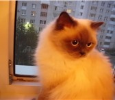 Foto в Домашние животные Вязка Разыскивается  котик  невской  маскарадной в Брянске 0