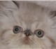 Продаются персидские котята с голубыми г
