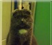 Фотография в Домашние животные Вязка вислоухая кошечка 5 лет ищет котика-британца в Омске 0
