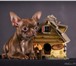 Фотография в Домашние животные Услуги для животных Предлагаю для вязки ЧИХУАХУА шоколадного в Череповецке 3 000