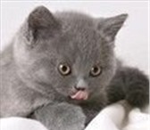 Продаются британские котята, девочки, Малышки лилового и серо-голубого окраса, крупные, игри 69547  фото в Челябинске