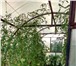 Фото в Недвижимость Сады Продам ухоженный сад «Сказка» в садовом товариществе в Магнитогорске 430 000