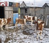 Изображение в Домашние животные Другие животные продам телят 4-5 месяцев в Красноярске 15 000