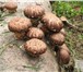 Фотография в Домашние животные Растения Комплект для выращивания грибов шиитаке в в Волгограде 1 850