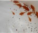 Фотография в Домашние животные Рыбки малек и подростки из коллекции северумов в Москве 0