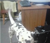 Фото в Домашние животные Отдам даром В Брагино нашли собаку, порода далматин., в Ярославле 0