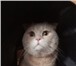 Foto в Домашние животные Вязка Опытный котик шотландский вислоухий. Окрас в Екатеринбурге 1 400