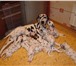 Ведущий Российский питомник далматинов Флинквильд предлагает щенков рожденных 12, 05, 2010 от пары: 64677  фото в Москве
