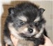 Продаю маленького щенка Щенок породы шпица в померанском типе, Родился данный щенок совсем недавно 67181  фото в Екатеринбурге