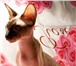 Фотография в Домашние животные Услуги для животных помет от 02.10.2010...2 кота (сил пойнт) в Новосибирске 15 000