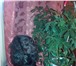 Изображение в Домашние животные Вязка собак Русский охотничий спаниель девочка 2 года в Чите 0