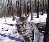 Фотография в Домашние животные Вязка Кот (курильский бобтейл, 4 года, серебристо-тигрового в Хабаровске 0