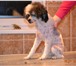 Фотография в Домашние животные Стрижка собак Профессионально у себя в салоне или с выездом в Таганроге 400