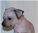 Щенки мексиканской голой собаки мини Девочки и мальчики документы РКФ Фото можно посмотреть на ф 64974  фото в Москве