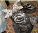 Продаются британские котята 4000096 Британская короткошерстная фото в Серпухове