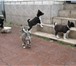 Продаю чистопородных щенков Западно-Сибирской лайки 2-х месячных 202272  фото в Белгороде