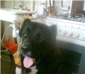 Foto в Домашние животные Вязка собак кабель породы алабай 2 года 4 месяца приглашает в Краснодаре 0