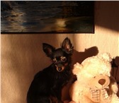 Фотография в Домашние животные Вязка собак Длинношерстный той-терьер, окрас черно-подпалый,возраст в Ижевске 2 000