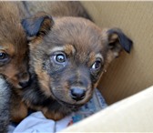 Foto в Домашние животные Отдам даром Очаровательные щенки ищут дом. Им 1.5 месяца. в Пензе 10