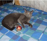 Фотография в Домашние животные Вязка очеровательная британская кошечка прямоухая в Иркутске 0