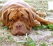 Бордоский дог или французcкий мастиф,  Древняя порода собак,  Добрый компаньон, прекрасный характе 67182  фото в Москве