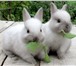 Foto в Домашние животные Грызуны Продаю Кроликов от 1 месяца до 3х. разных в Екатеринбурге 300