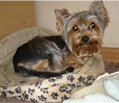 Изображение в Домашние животные Вязка собак предлагаем для вязки кобеля йоркширского в Омске 0