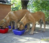 Продаю щенков Южноафриканского Бурбуля, Щенки родились 10, 05, 2010г, от титулованных производителей 65605  фото в Краснодаре