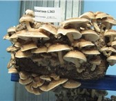 Foto в Домашние животные Растения Вы решили заняться выращиванием грибов в в Иваново 1 970