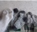 Изображение в Одежда и обувь Женская одежда Продаются мягкие теплые пуховые платки из в Нижнем Новгороде 2 500