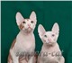 Красивые котята-коты (белый с черными пя