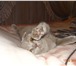 Фотография в Домашние животные Вязка Молодая (1,5 года, привитая) красивая вислоухая в Нальчике 0