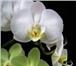 Изображение в Домашние животные Растения Продаю Орхидеи  Фаленопсис:Отцветш ие  700руб в Саратове 950