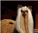 Йоркширского терьера щенки, племенной питомник доставка 4841590 Йоркширский терьер фото в Тюмени