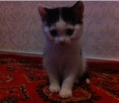 Срочно отдам котят в хорошие руки 211885  фото в Красноярске