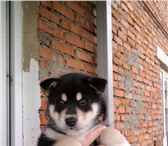 Фотография в Домашние животные Вязка собак Хаски . Рабочий молодой кабель,  ждет свою в Москве 5 000