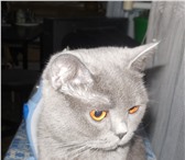 Foto в Домашние животные Вязка Ищем кота британской породы голубого окраса в Владикавказе 1