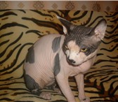 Изображение в Домашние животные Вязка кот породы канадский сфинкс возраст 1г 5 в Пензе 2 800